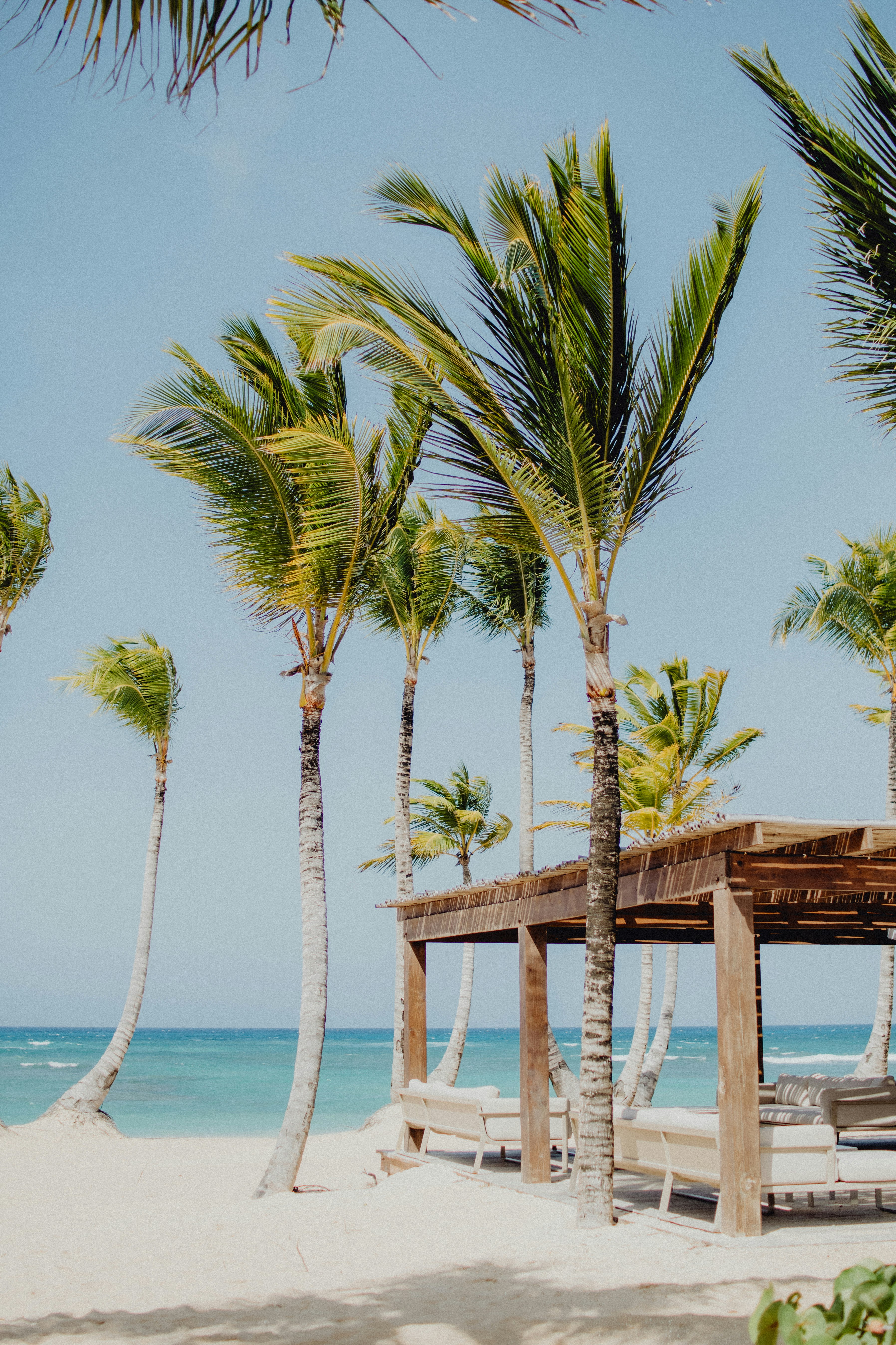 palm tree near body of water during daytime